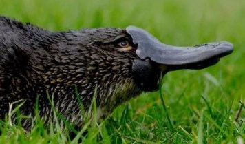 platypus-480x282.jpg